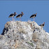 BLACK STORKS ARE GOING BACK TO AFRICA 