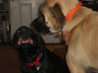 Picture of Duchess meeting Liberty. It looks like Duchess is biting Liberty, but really she was just panting when the picture was taken!