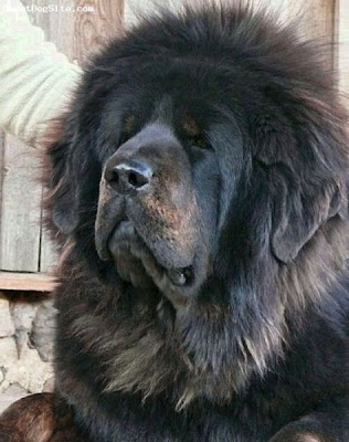 Anjing Bunuh Diri Setelah Dipukul Majikan