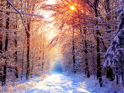 Tree wallpaper winter