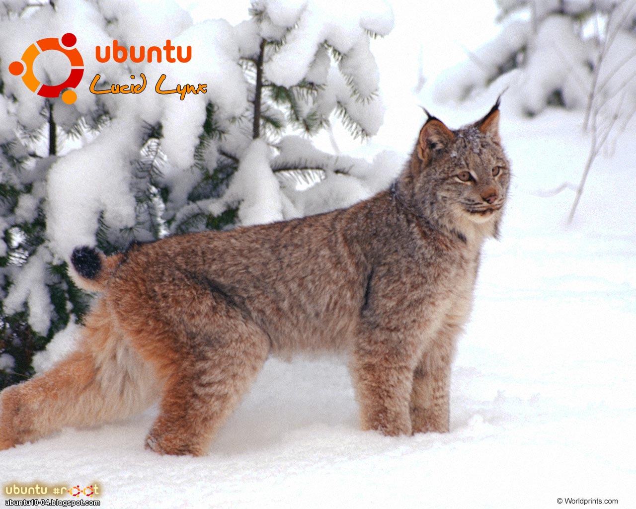 Ubuntu 10.04 LTS: The Lucid Lynx Wallpapers | Ubuntu Root