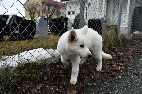 hvit gjeterhund