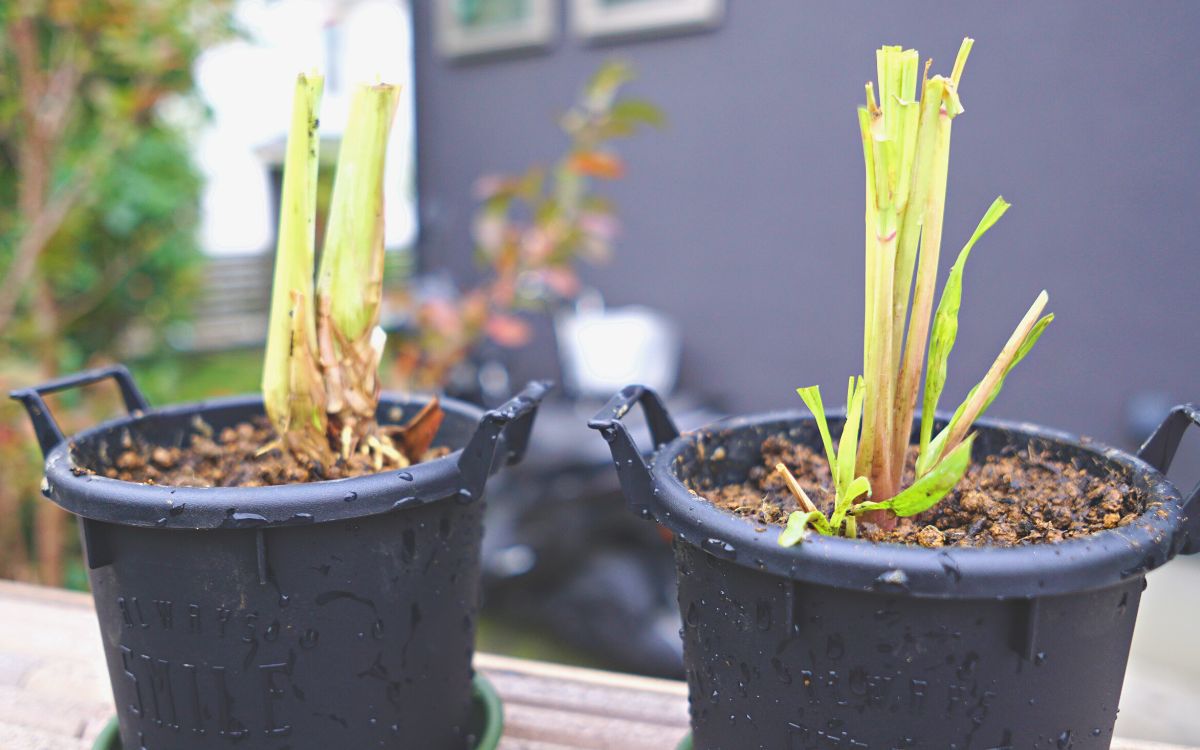 レモングラスの株を鉢に植え替える