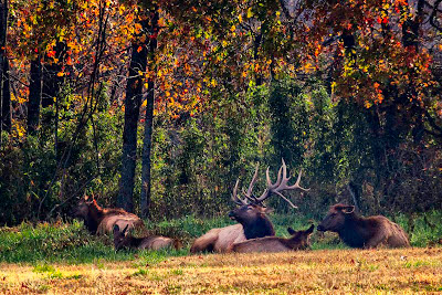 Big elk and harem bedding down in Boxley Valley