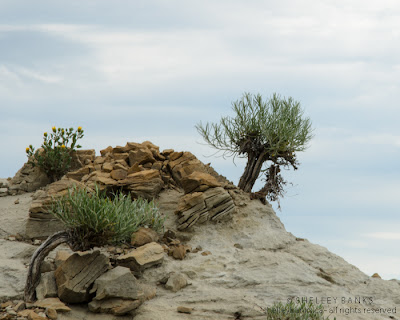 Rabbitbrush rising from rock.  Photo © Shelley Banks 