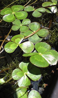 日本桜草やしき ウォータークローバー ムチカ Marsilea Mutica