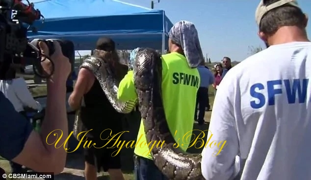 WATCH VIDEO!! Man captures massive 5.1-meter python carrying 78 eggs with his bare hands