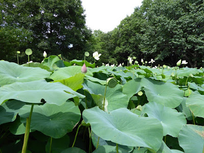 花博記念公園鶴見緑地のハスの花