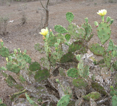 Cactus Flower 