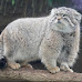 Cute Photos and Information About The Pallas's Cat