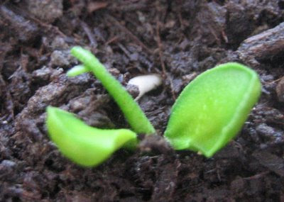 Orange seedling emerging through the soil