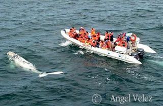 Capitán de Avistaje de Ballena: Diana Vicintini con un ballenato blanco en Península Valdés