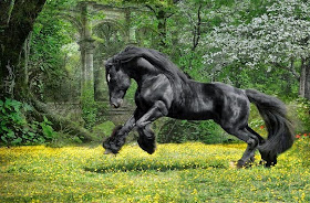 fotos-de-caballos-con-pelaje-en-patas