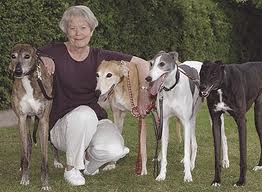 Greyhound Dog as Pets