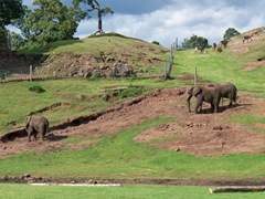 Elephants - all three at WMS