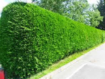 hedge cutters