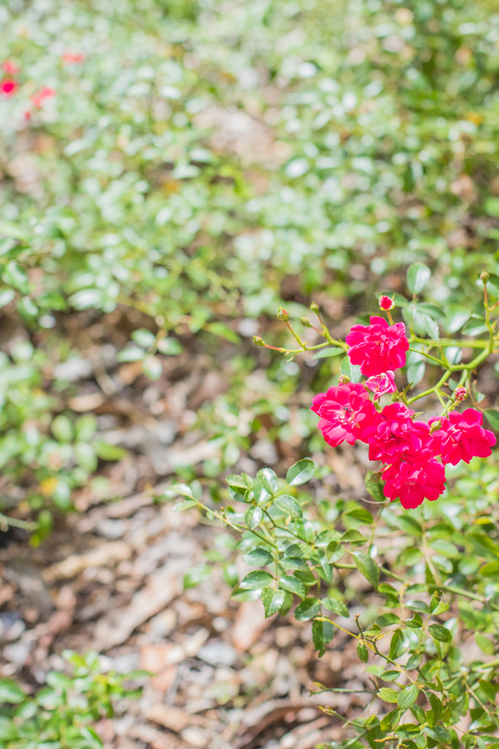 small roses in red