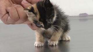 Basurero de buen corazón salva a una pequeña gatita calicó encontrada en su camión