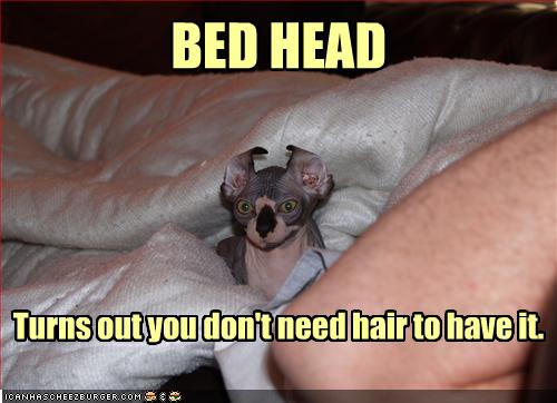 funny-pictures-your-cat-has-bed-head.jpg