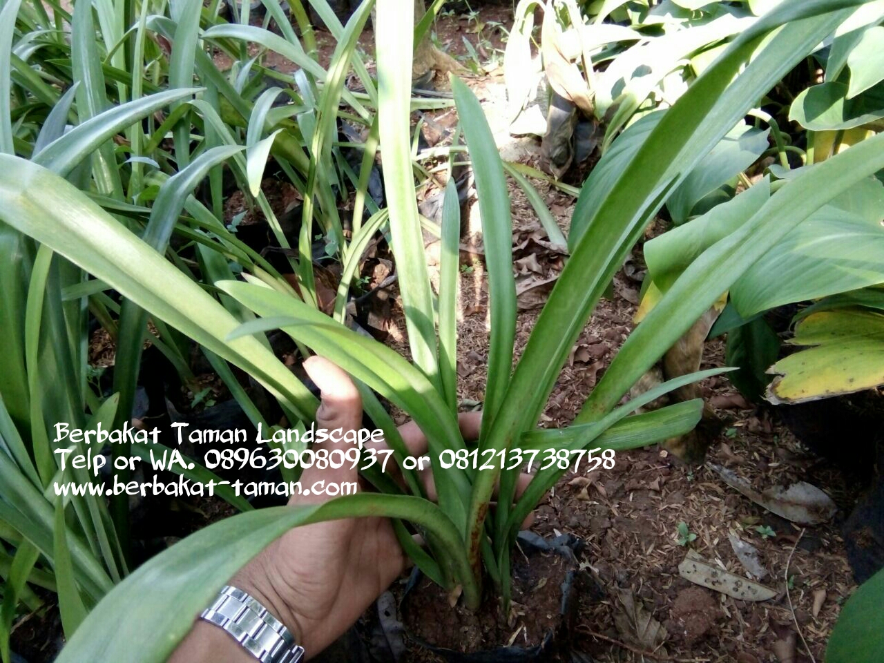 Jual Tanaman  Bakung  Lele Murah Pohon Bakung  Lele Jenis 