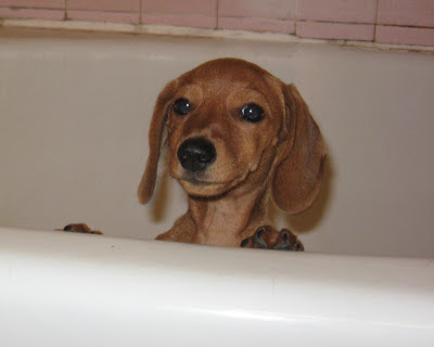 Tammy, miniature dachshund, dog, puppy, bath, bathtime