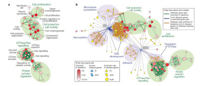 Autism Brain Mapping on Neuroskeptic  Oh Crap  More Autism Genes