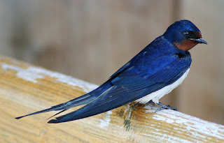 Oroneta , oreneta, golondrina, chapurriau