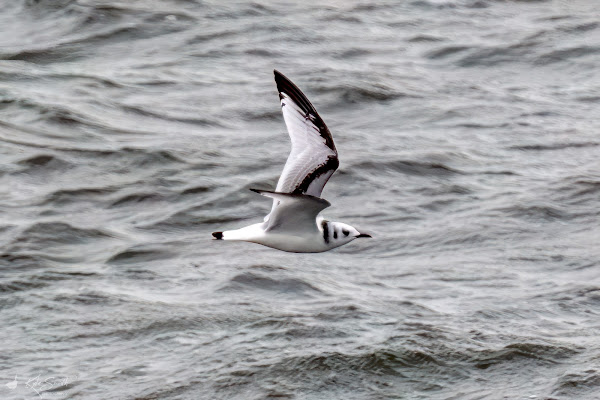 Kittiwake