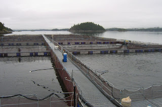 Read Island Salmon Farm