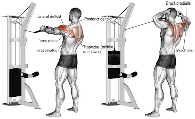 16 Best Trapezius Workouts