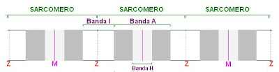 El aspecto estriado de las fibras musculares se debe a la disposición que adoptan los miofilamentos. Las bandas oscuras transversales corresponden a los miofilamentos de miosina (banda A), mientras que las bandas más claras representan a los miofilamentos de actina (banda I). 