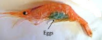 cara cepat alami menumbuhkan jenggot dengan telur udang