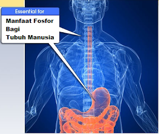 Manfaat Fosfor Bagi Tubuh Manusia