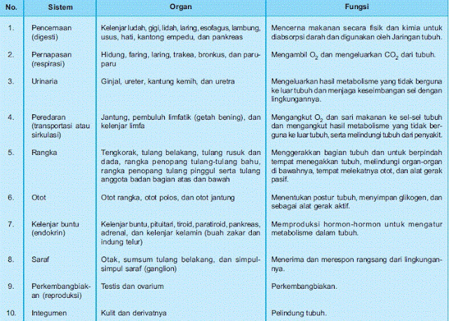  Sistem  Organ Manusia Hewan  Paramita Blog