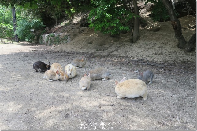 大久野島 兔子島 (70)