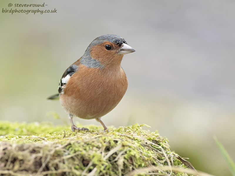 bird, male, Fringilla coelebs, passerine, Finch