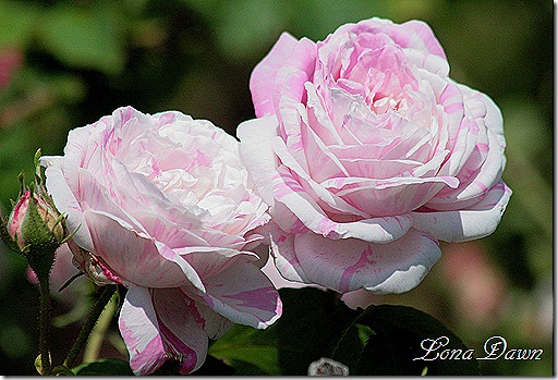 Adena_PinkWhiteStripedRose