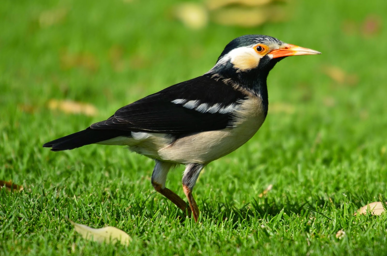 Burung jalak suren