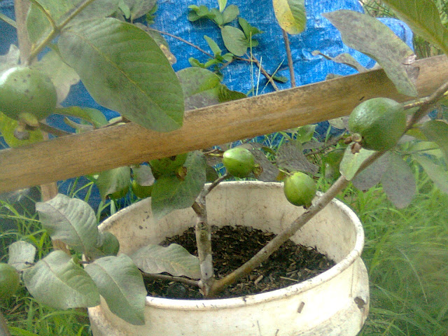 Pohon Jambu Biji Hasil Cangkok Sistem Berderet. Photo Original by: Wahid Priyono (Guruilmuan Indonesia).