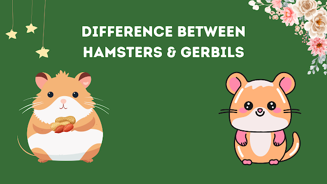 What is the Difference Between Hamsters and Gerbils