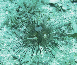 Mystery Urchin