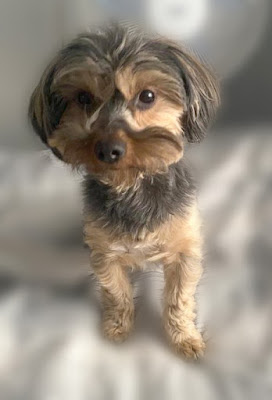 Ivy 2 year old female Yorkshire Terrier