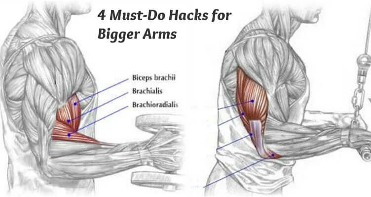 Top 4 Must-Do Tips For Bigger Arms!!!