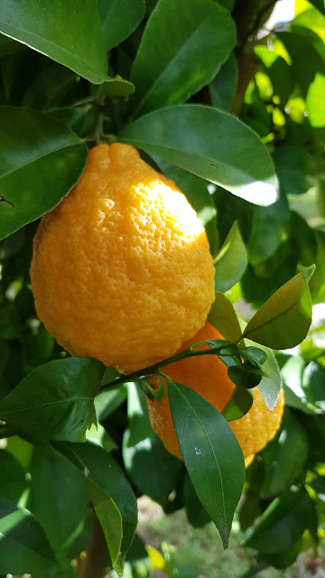 Fresh lemon from or kitchen garden!