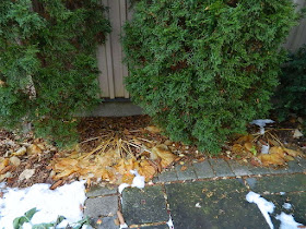St. Clair West Village Toronto Fall Cleanup Before by Paul Jung Gardening Services--a Toronto Gardening Services Company