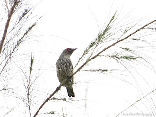 Juvenile Asian Glossy Starling