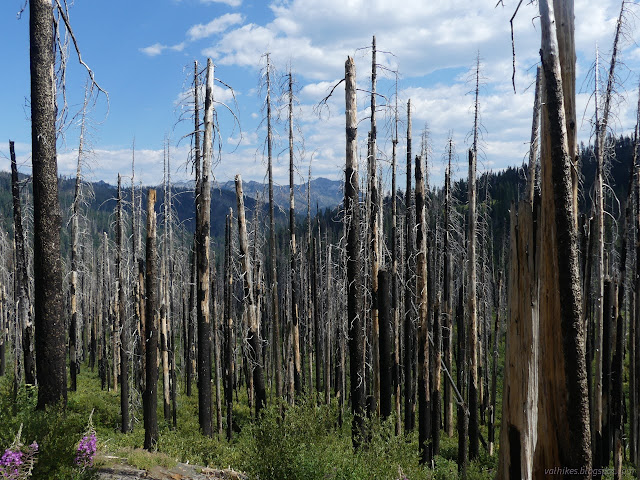 042: through burned trees to mountains