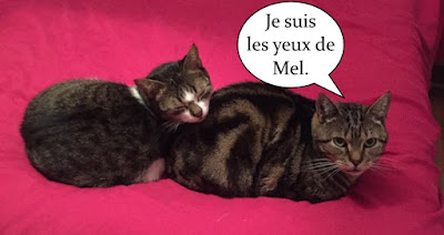 Mel et Momo, deux chats copains pour la vie.