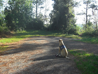 Photo of Toby in a sit-stay on the path, you can see green grass and trees beside him