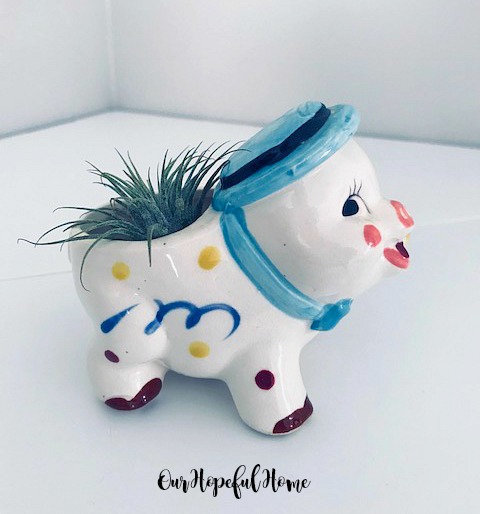 Mr. Painted Pig 1950's porcelain pig planter air plant container